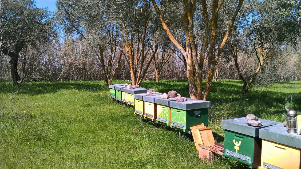 B&B Terra E Paglia Marrùbiu Eksteriør bilde